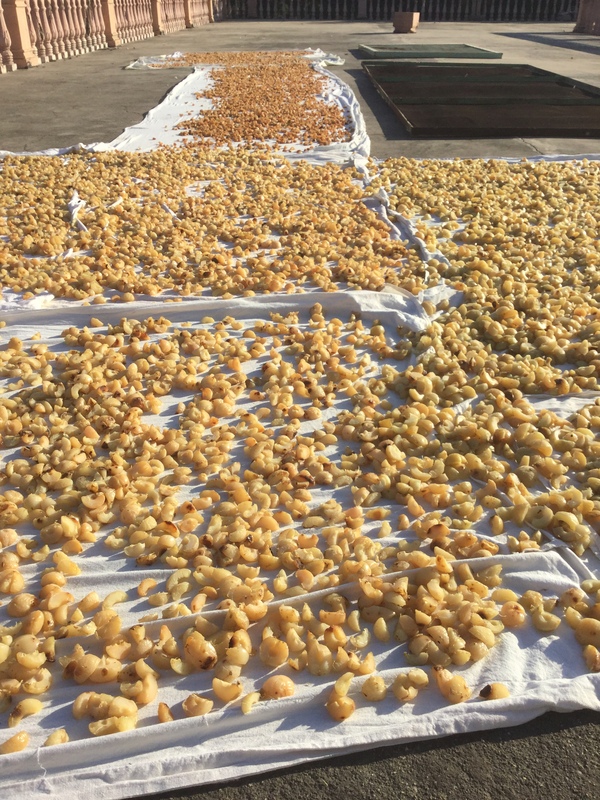 drying the parboiled fruits on the roof after segments removed from seed